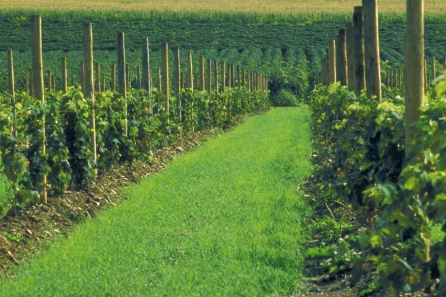 Viñas