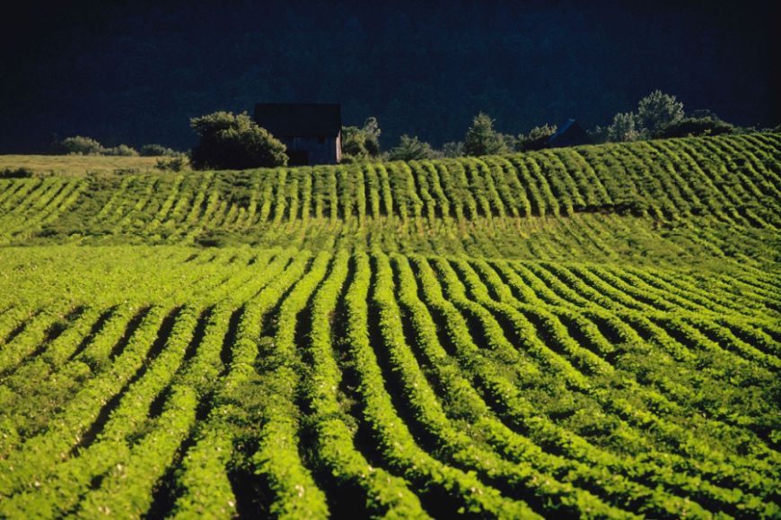 Viñas