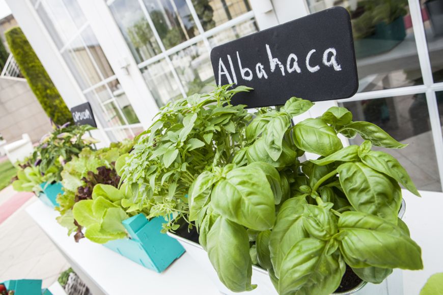 Detalle huerto urbano